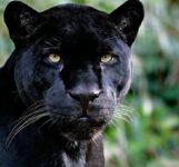 Pantera nera
