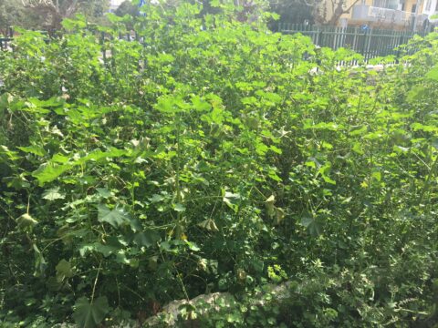 Non è la foresta amazzonica: è la villetta di via Pio La Torre a Molfetta