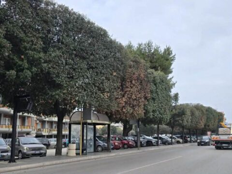 Allarme a Molfetta: lecci e querce minacciati da attacchi fungini