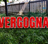 La giungla urbana di Molfetta: quando il verde diventa abbandono Incuria e abbandono.