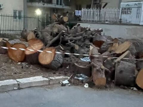 Alberi abbattuti, distese di cemento e caldo: che città stiamo costruendo?